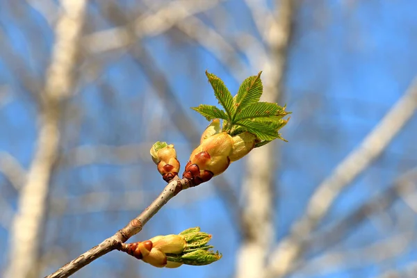 Bellissimo Bocciolo Castagno Luminoso All Inizio Della Primavera — Foto Stock