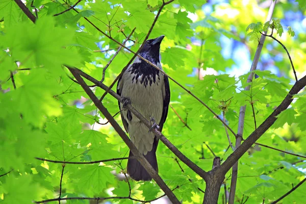 Krähen Ruhen Inmitten Des Frühlingstreibens Park — Stockfoto