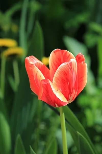 Beautiful Bright Spring Tulips Garden Bed — Stock Photo, Image