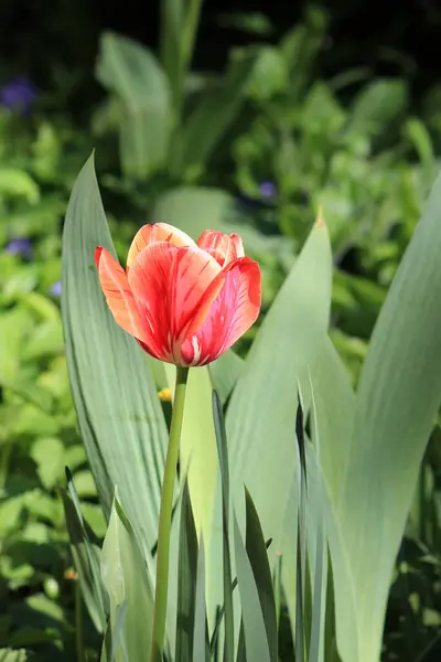 Beautiful Bright Spring Tulips Garden Bed — Stock Photo, Image