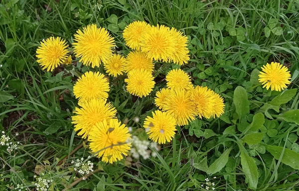 Strauß Leuchtender Frühlingslöwenzahne Park — Stockfoto