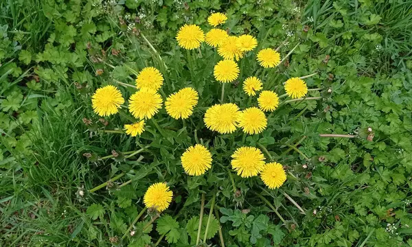 Strauß Leuchtender Frühlingslöwenzahne Park — Stockfoto