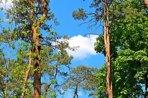 View Spring Sky Thicket — Stock Photo, Image