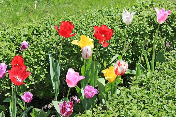 beautiful tulips in the garden of the city park