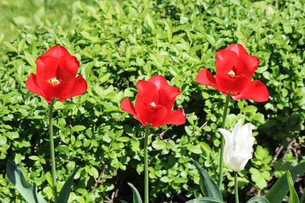 beautiful tulips in the garden of the city park