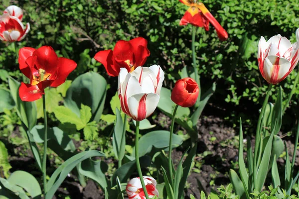 beautiful tulips in the garden of the city park