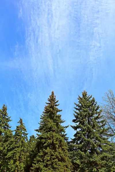 Παράξενα Κάθετα Σύννεφα Πάνω Από Δάσος Άνοιξη — Φωτογραφία Αρχείου