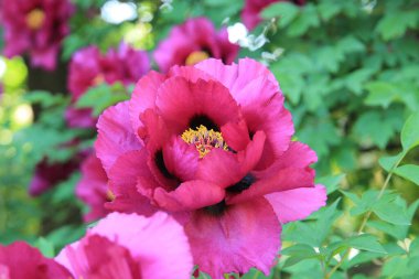 Botanik bahçesinde bahar ayaklanması