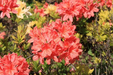 Botanik bahçesinde bahar şamatası