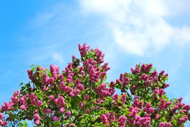 Çiçek açan leylakların güzel parlak çiçekleri