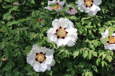 Botanik bahçesinde güzel egzotik bir çiçeğin açması