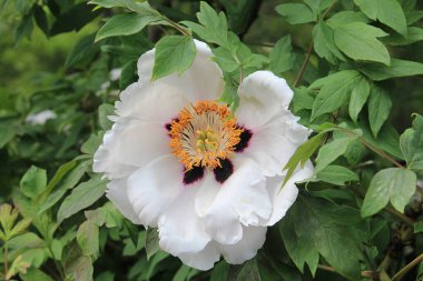 Botanik bahçesinde güzel egzotik bir çiçeğin açması