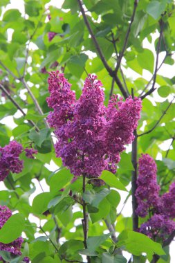 Çiçek açan leylakların güzel parlak çiçekleri