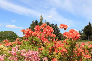 Botanik bahçesinde bahar şamatası