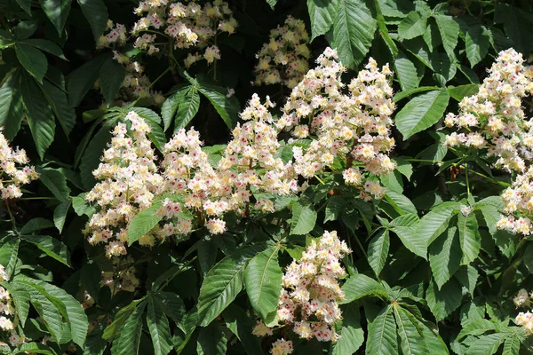 Bloei Van Een Mooie Kastanjebloem Een Botanische Tuin — Stockfoto