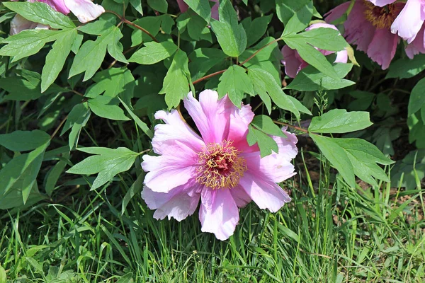 Blühen Einer Schönen Exotischen Blume Einem Botanischen Garten — Stockfoto