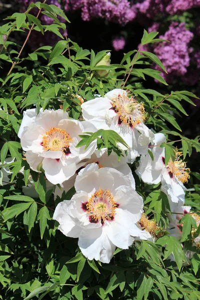 Blühen Einer Schönen Exotischen Blume Einem Botanischen Garten — Stockfoto