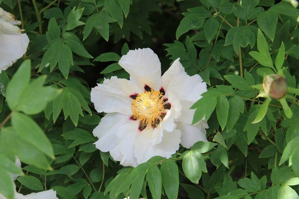 Kwitnący Piękny Egzotyczny Kwiat Ogrodzie Botanicznym — Zdjęcie stockowe