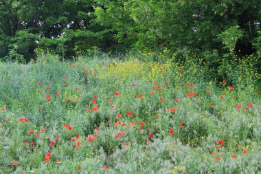Tepenin yamacında renkli gelincikler var.