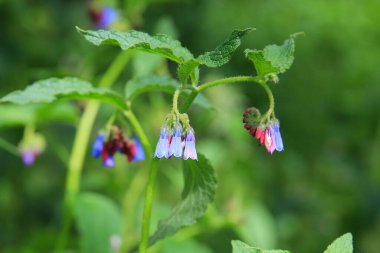 Garip bahar, parlak çayır çiçekleri.