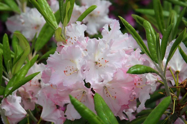 Wiosenne Zamieszki Rododendronu Ogrodzie Botanicznym — Zdjęcie stockowe