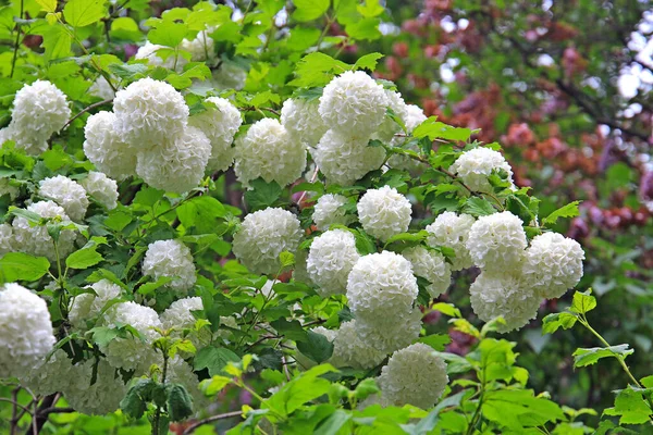 植物園の鮮やかな春の花のブルデネッシュ ストックフォト