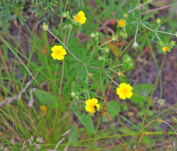 繊細な黄色の花を持つ大きな牧草地の小さなパッチ — ストック写真