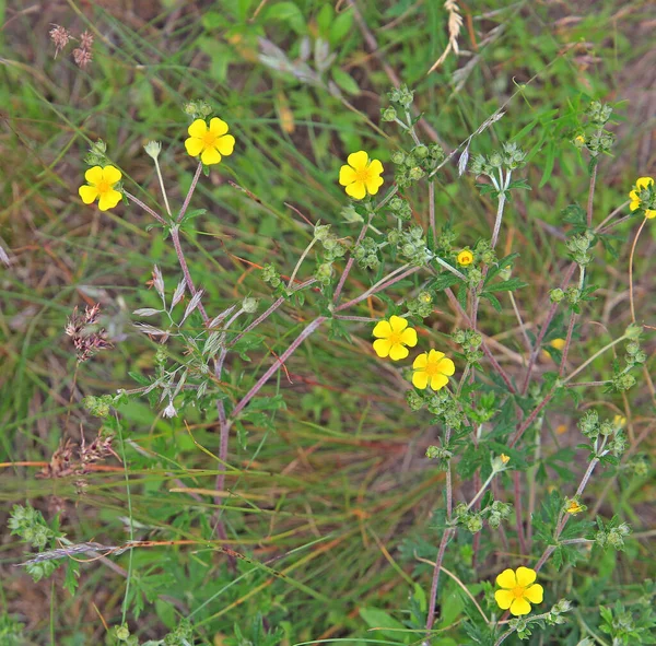 Klein Stukje Grote Weide Met Delicate Gele Bloemen — Stockfoto