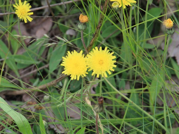 繊細な黄色の花を持つ大きな牧草地の小さなパッチ — ストック写真