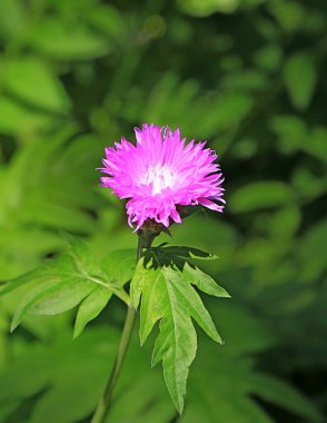 Bahçedeki çalılıklarda parlak yaz çiçekleri
