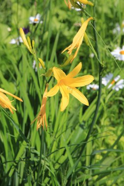 Şehir bahçesinde parlak yaz zambakları
