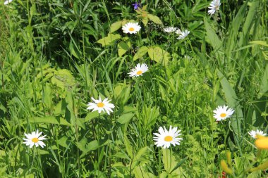 Şehir bahçesinde parlak yaz papatyaları
