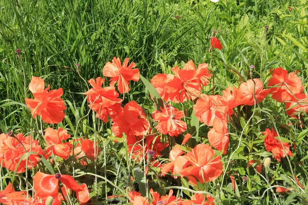 Heller Sommermohn Stadtgarten — Stockfoto