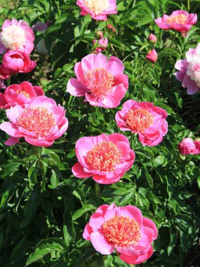 Botanik bahçesinde parlak, güzel yaz şakayıkları