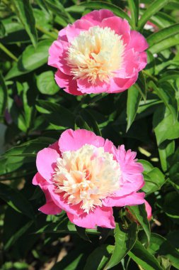 Botanik bahçesinde parlak, güzel yaz şakayıkları