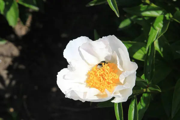 Belles Pivoines Été Lumineuses Dans Jardin Botanique — Photo