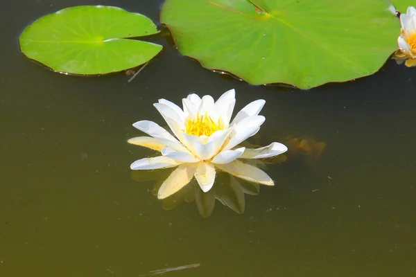 Bright Summer Lilies Pond City Garden — Stock Photo, Image