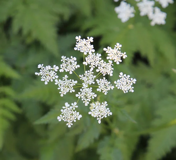 Floração Exuberante Inflorescência Original Plantas Verão — Fotografia de Stock