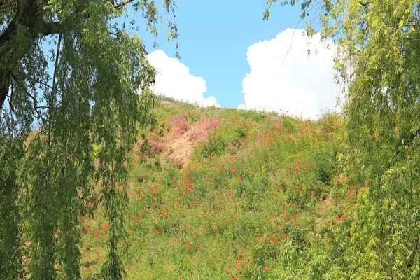 Heller Sommermohn Stadtgarten — Stockfoto