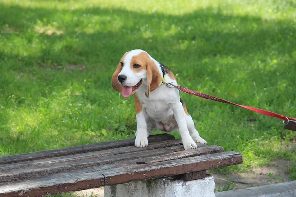 Beagle Kutya Sétálni Városi Parkban — Stock Fotó