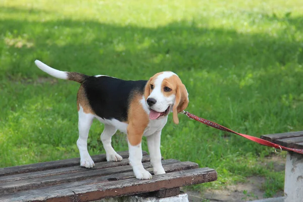 Chien Beagle Pour Une Promenade Dans Parc Ville — Photo