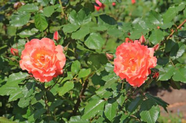 Kiev Botanik Bahçesinin pitoresk bir köşesinde manzara