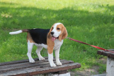 Av köpeği şehir parkında yürüyüşe çıktı.