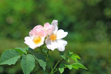Kiev Botanik Bahçesinin pitoresk bir köşesinde manzara