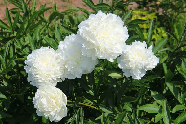 Kiev Botanik Bahçesinin pitoresk bir köşesinde manzara