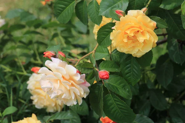 Blick Eine Malerische Ecke Des Kiewer Botanischen Gartens — Stockfoto