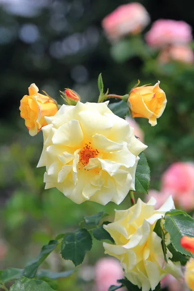 Blick Eine Malerische Ecke Des Kiewer Botanischen Gartens — Stockfoto