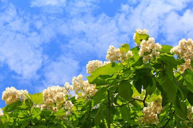 Şehir bahçesinde çiçek açan ağaçlar