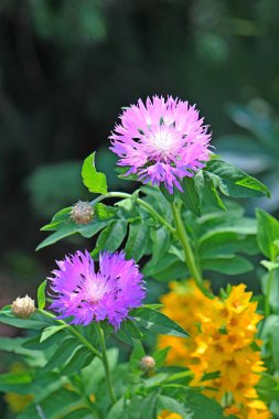 Botanik bahçesinde narin yaz çiçekleri