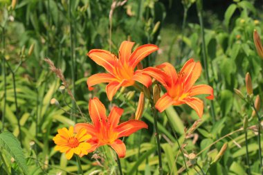 Botanik bahçesinde narin yaz çiçekleri